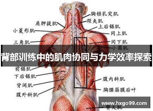 背部训练中的肌肉协同与力学效率探索